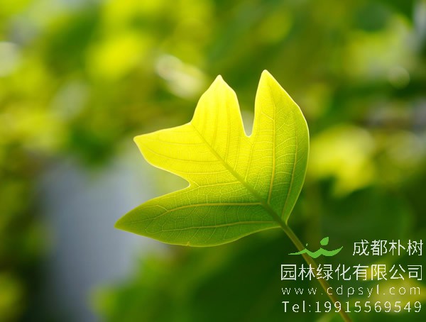 马褂木图片大全，最新马褂木叶子图片欣赏