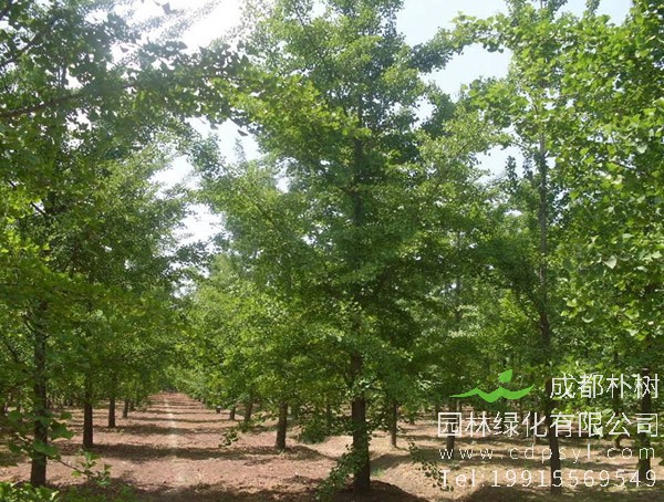 马褂木图片大全，最新马褂木叶子图片欣赏