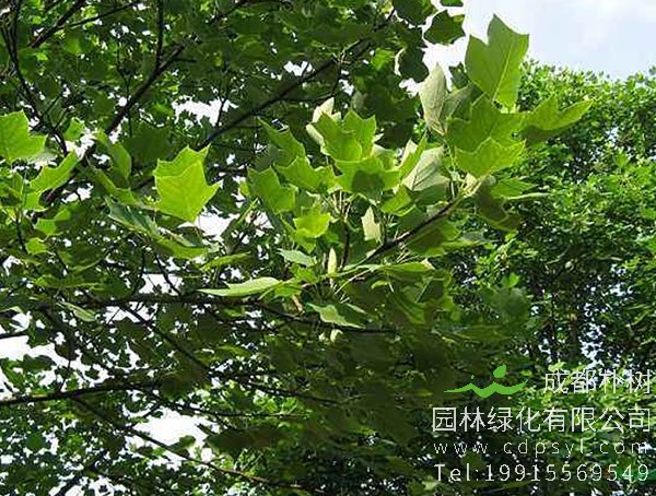 马褂木图片大全，最新马褂木叶子图片欣赏