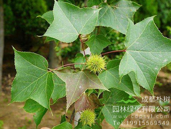 枫香树图片大全，最新枫树图片欣赏