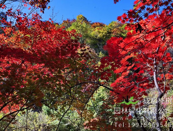 枫香树的叶型是什么？