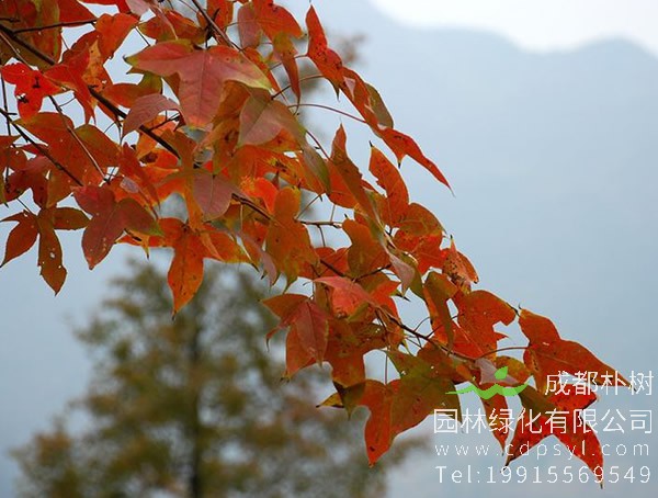 枫香树图片大全，最新枫树图片欣赏