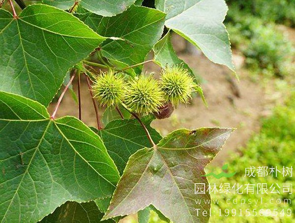 枫香树与三角枫区别有哪些？