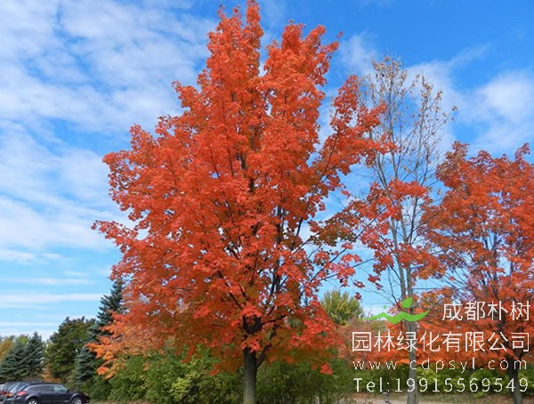 枫香树图片大全，最新枫树图片欣赏