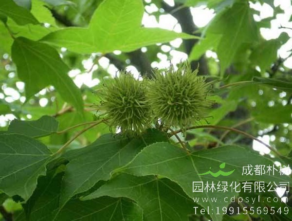 怎么移栽枫香树?