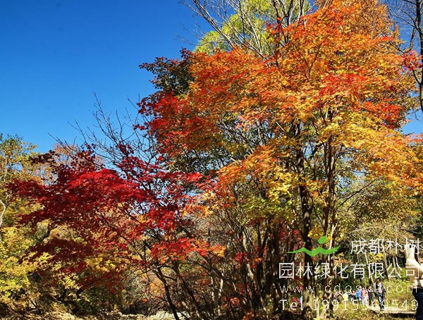 枫香树是一种什么植物？枫香树治疗什么？
