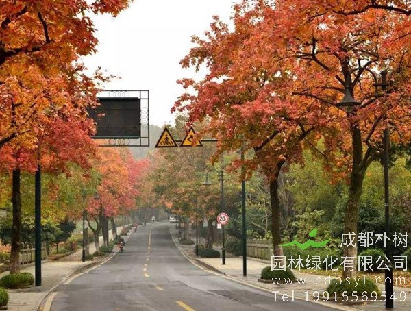 枫香树图片大全，最新枫树图片欣赏