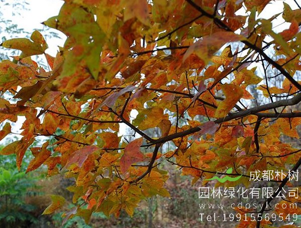 枫香树图片大全，最新枫树图片欣赏