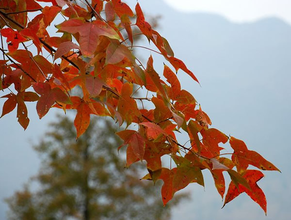 枫香树的功效与作用有哪些？