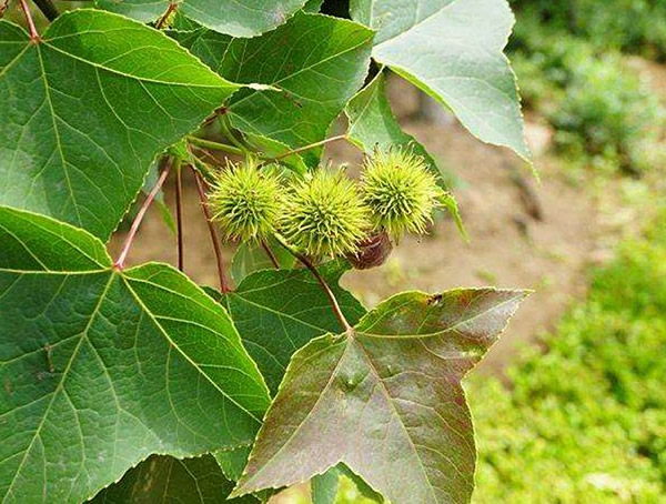 枫香树与三角枫区别有哪些？