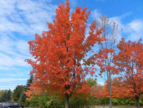 枫香树有什么作用？
