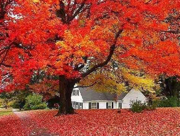 枫香树的叶子在什么时间会变红？