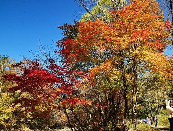 枫香树是一种什么植物？枫香树治疗什么？