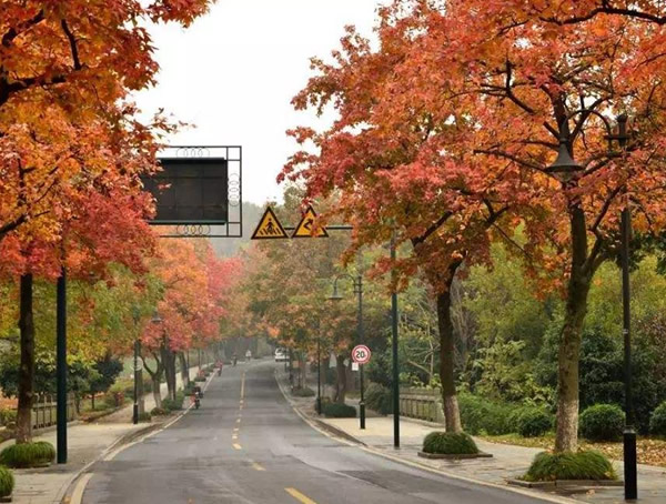 南昌适合种植枫香树吗？