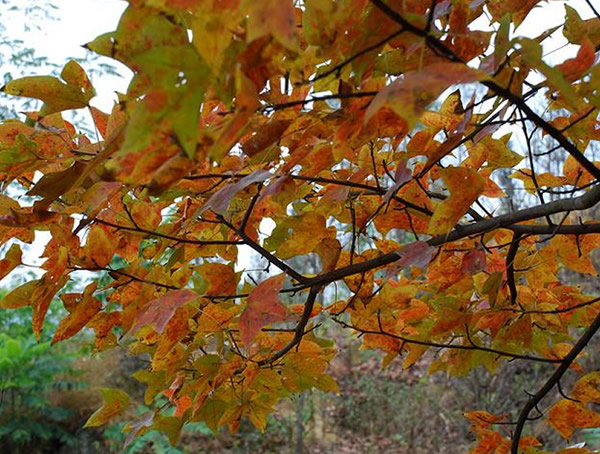 枫香树的作用和用途，枫香的花语，枫香和三角枫的区别是什么？