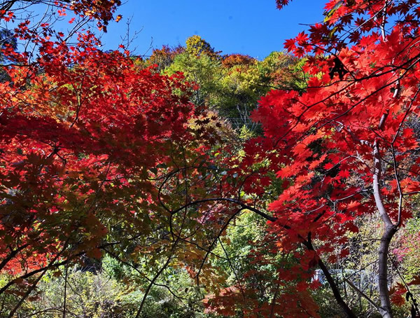 枫香树的叶型是什么？