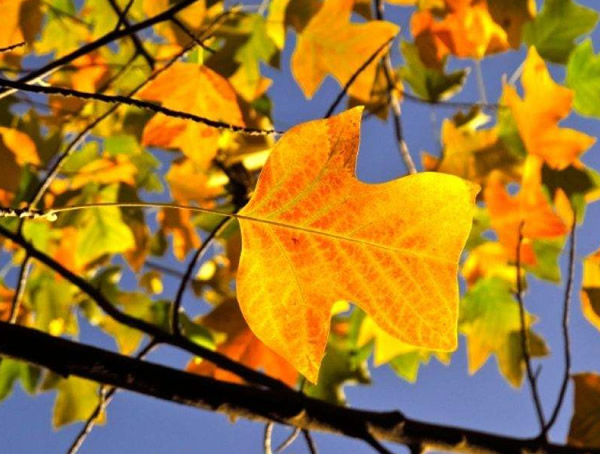 马褂木的移植要注意哪些事情？