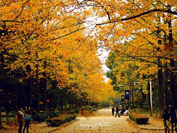 马褂木可以深栽吗？