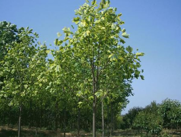 马褂木分布在中国哪些地方？