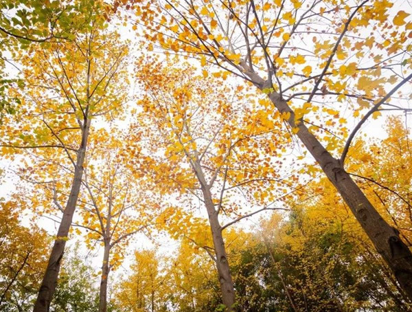 马褂木适宜什么土壤栽植？