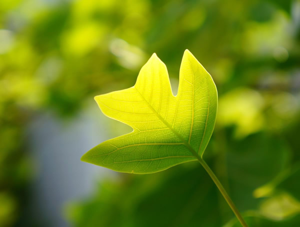 香果树、马褂木、樟树哪个不是我国珍稀的野生植物？