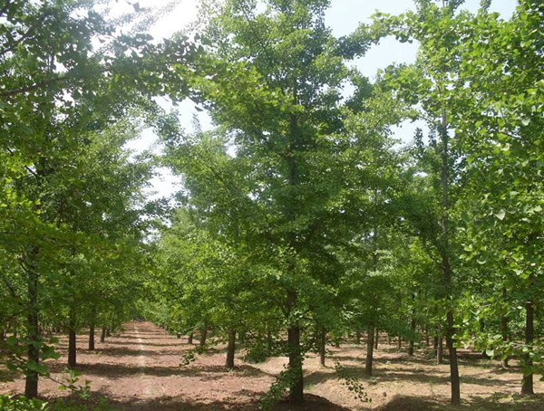 马褂木在河北能种植吗？