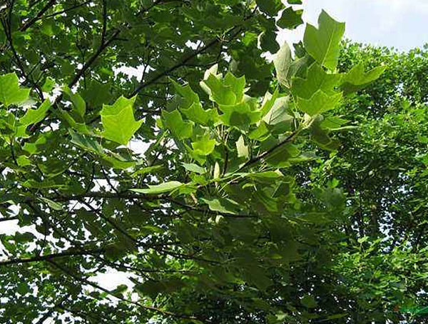 马褂木是速生树种吗？