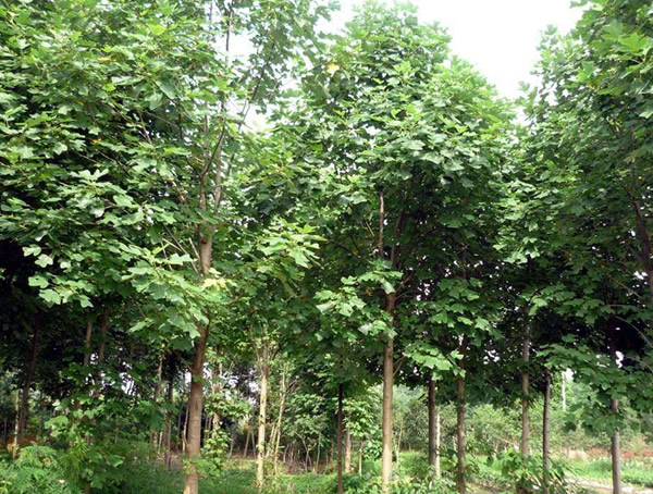 马褂木的播种育苗有哪些技术要点？