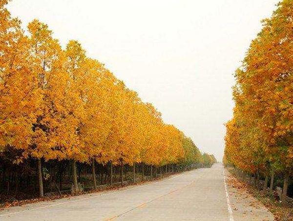 马褂木图片大全，最新马褂木叶子图片欣赏