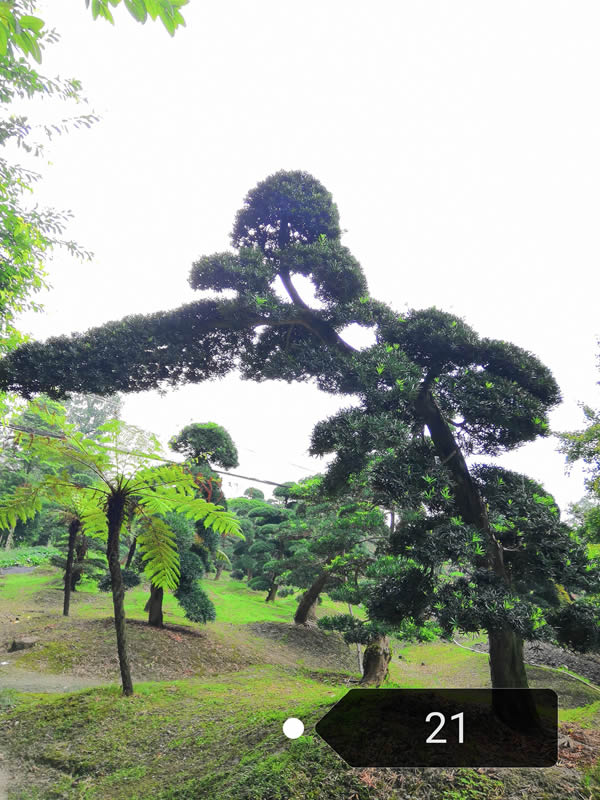 种罗汉松能发财吗？