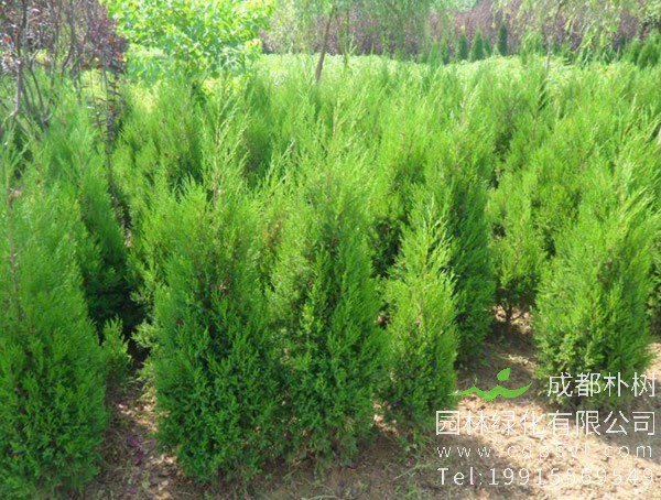 圆柏的价格-图片-形态特征-生长习性-分布范围-品种分类-主要价值以及植物文化