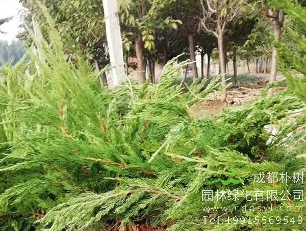 圆柏图片大全，最新圆柏图片欣赏