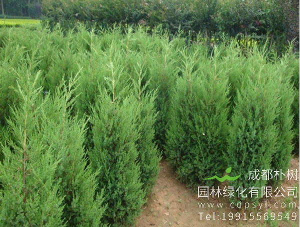 圆柏的价格-图片-形态特征-生长习性-分布范围-品种分类-主要价值以及植物文化