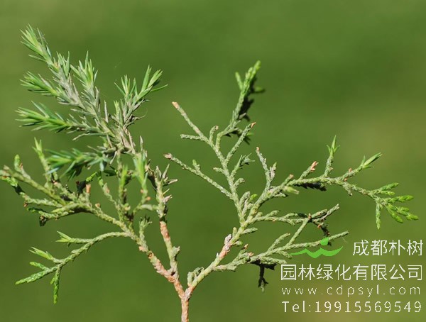 圆柏图片大全，最新圆柏图片欣赏