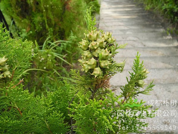 圆柏图片大全，最新圆柏图片欣赏