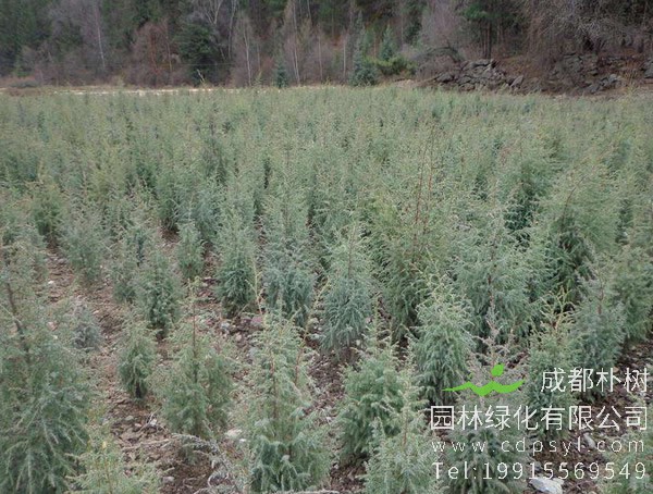 圆柏图片大全，最新圆柏图片欣赏