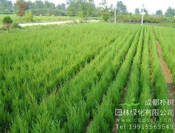 圆柏图片大全，最新圆柏图片欣赏