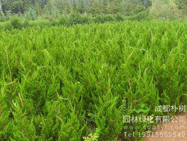 圆柏图片大全，最新圆柏图片欣赏