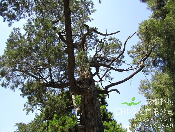 圆柏的花期果期是什么时候？