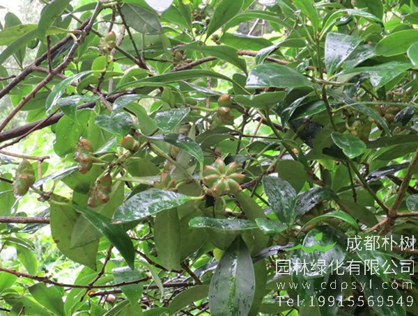 八角树价格-图片-形态特征-栽培技术-生长环境-分布范围以及防治病害