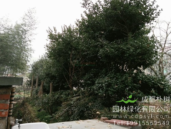 八角树是阔叶树还是针叶树？