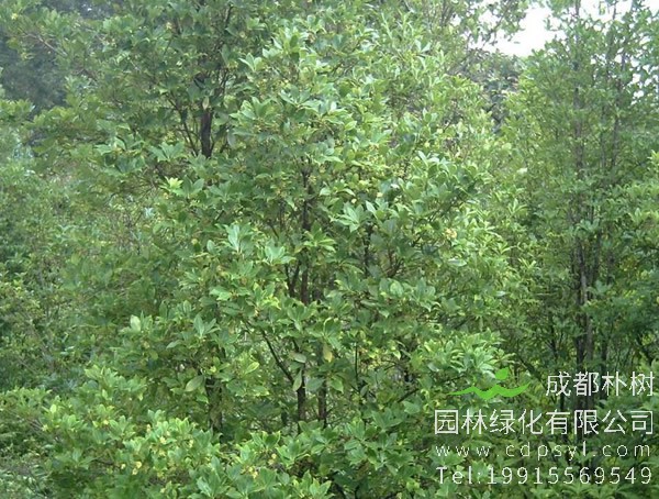 八角树价格-图片-形态特征-栽培技术-生长环境-分布范围以及防治病害