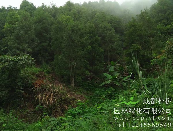 八角树价格-图片-形态特征-栽培技术-生长环境-分布范围以及防治病害