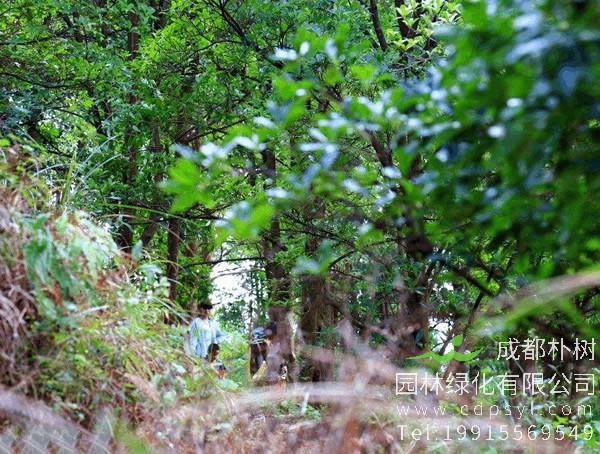 八角树价格-图片-形态特征-栽培技术-生长环境-分布范围以及防治病害