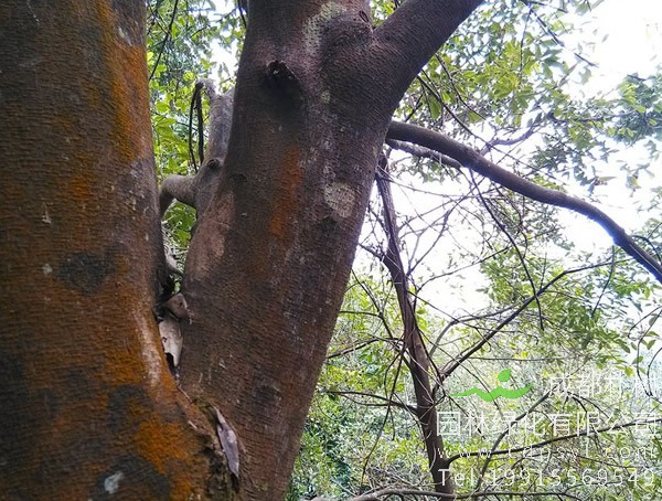 八角树图片大全，最新的野生八角树图片欣赏