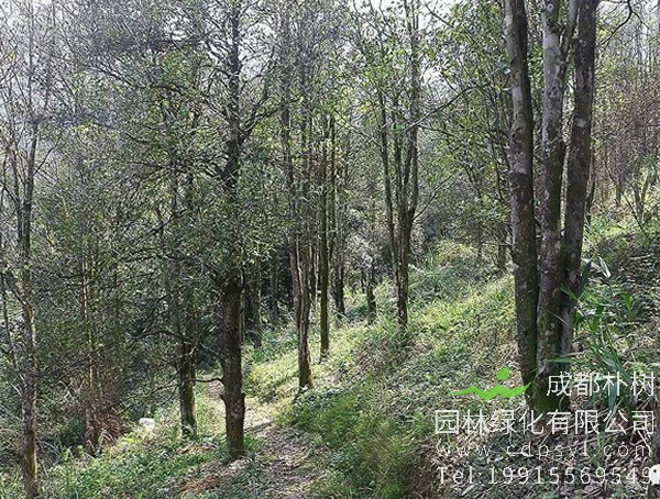 八角树图片大全，最新的野生八角树图片欣赏