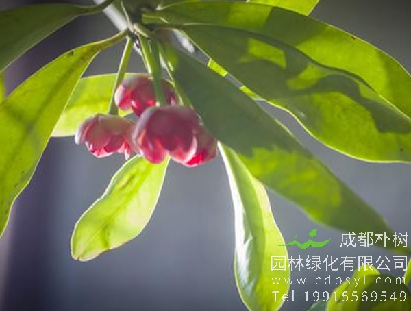 八角树开花是什么样子？