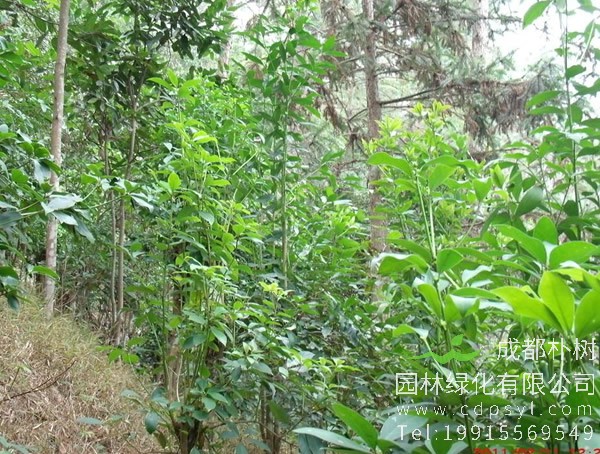 八角树图片大全，最新的野生八角树图片欣赏