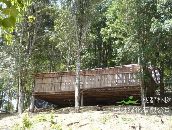 八角树不结果是什么原因？如何解决？