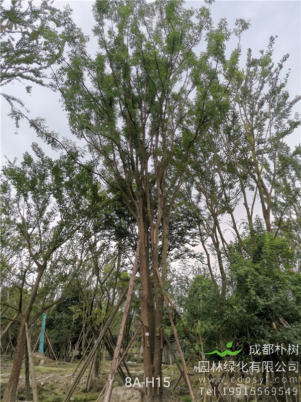 85公分丛生黄连木价格24000元-高度12m-冠幅5m